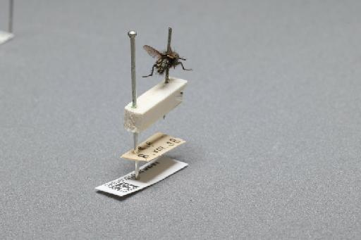 Sarcophaga (Myorhina) nigriventris Meigen, 1826 - 015091845_additional_1