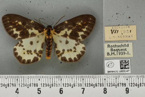 Abraxas grossulariata ab. aberdoniensis Raynor, 1923 - BMNHE_1855147_415809