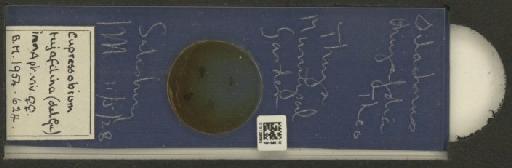 Cinara (Cupressobium) tujafilinus Del Guercio, 1909 - 010129895_112974_1093875