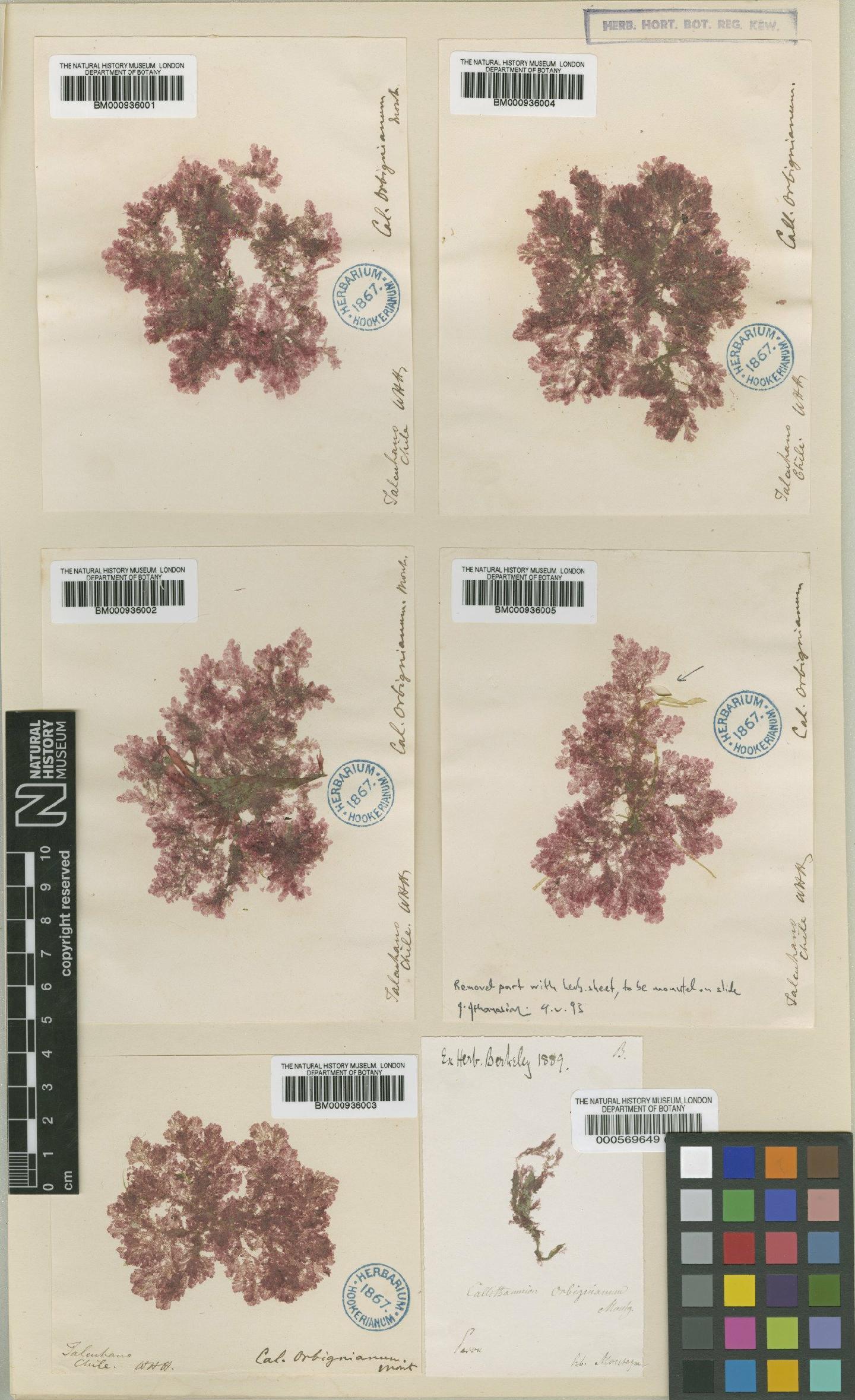 To NHMUK collection (Antithamnion orbignianum (Mont.) De Toni; NHMUK:ecatalogue:428579)