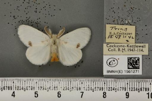 Euproctis similis ab. nyctea Grum-Grshimaïlo, 1891 - BMNHE_1561271_254044