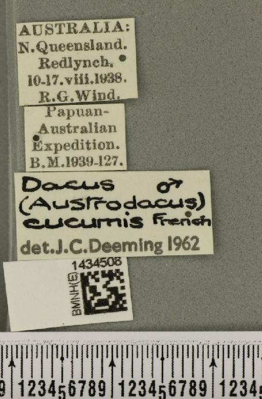 Bactrocera (Austrodacus) cucumis (French, 1907) - BMNHE_1434508_label_28386