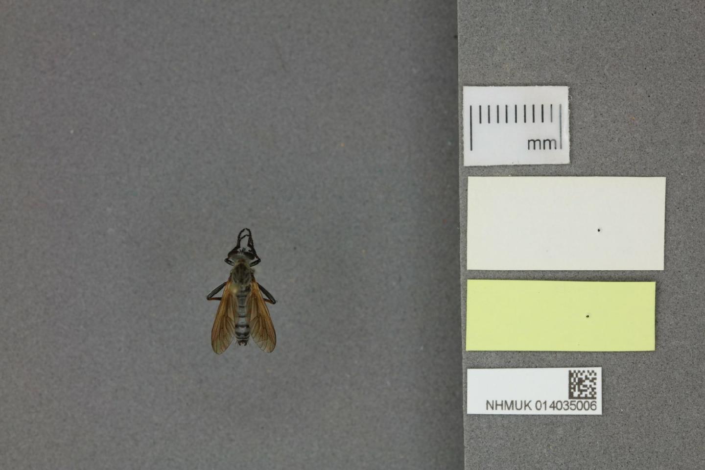 Damalis doryphorus
