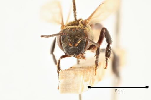 Lepidotrigona nitidiventris (Smith, F., 1857) - Lepidotrigona nitidiventris 2