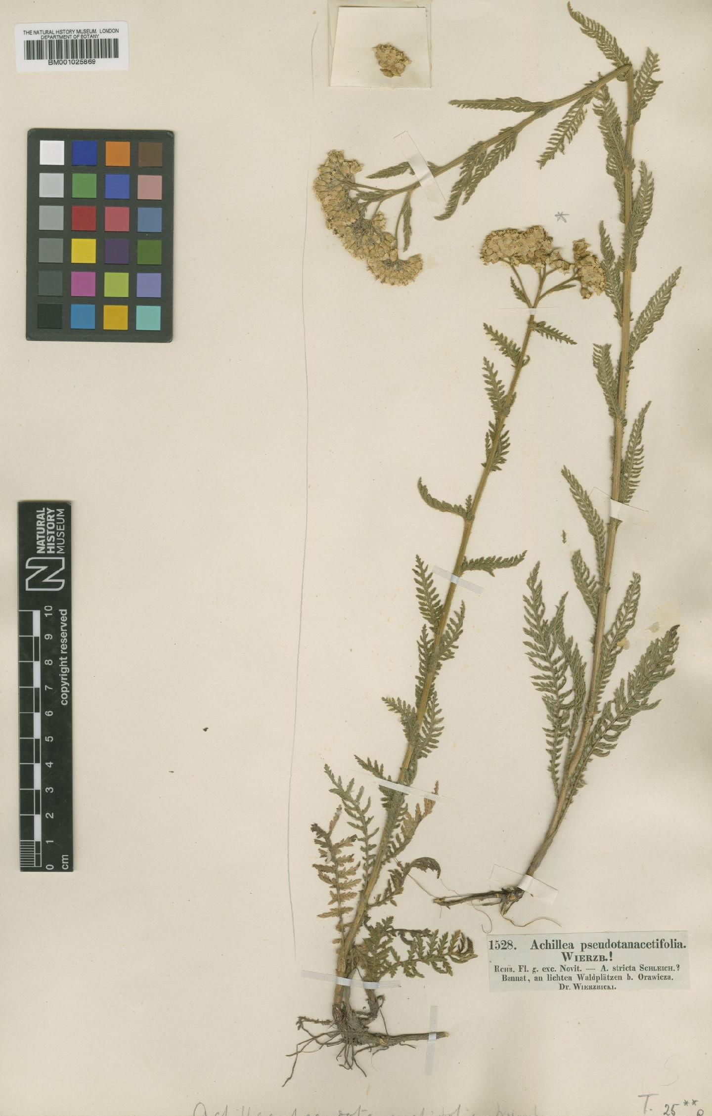 To NHMUK collection (Achillea distans subsp. tanacetifolia (All.) Janch.; Type; NHMUK:ecatalogue:1905525)