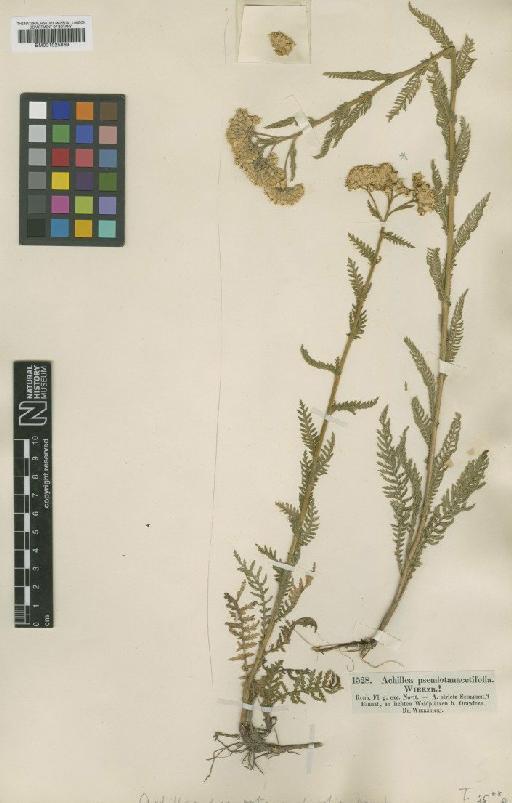 Achillea distans subsp. tanacetifolia (All.) Janch. - BM001025869