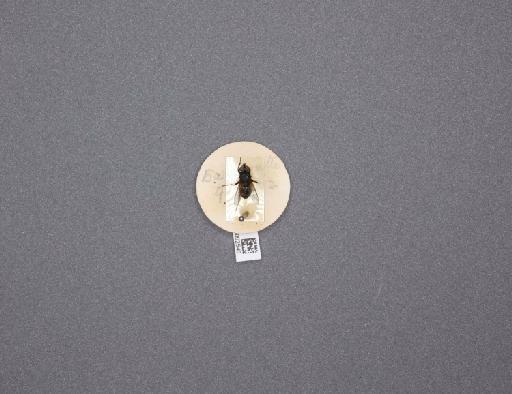 Sarcophaga (Myorhina) nigriventris Meigen, 1826 - 015092546_234554_1296853