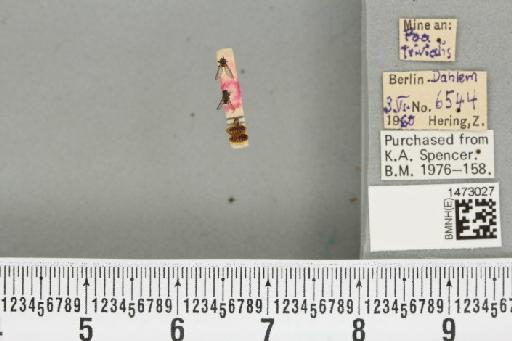 Chromatomyia fuscula (Zetterstedt, 1838) - BMNHE_1473027_48299