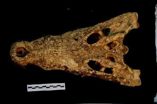 Crocodylus niloticus - ED_C_niloticus_1967.1074(cran)