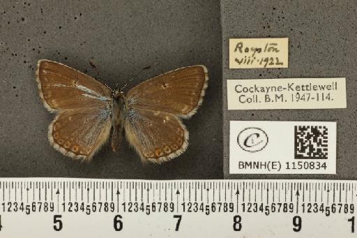 Lysandra coridon ab. inaequalis Tutt, 1896 - BMNHE_1150834_102653