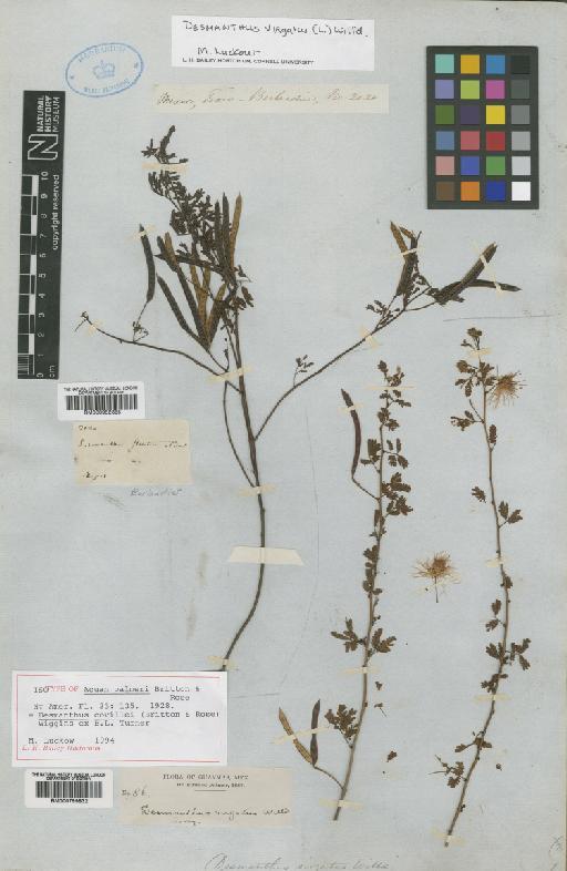 Desmanthus covillei Britton & Rose - BM000952355