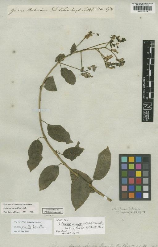 Solanum uncinellum Lindl. - BM000778126