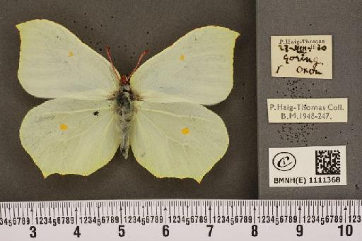 Gonepteryx rhamni rhamni Linnaeus, 1758 - BMNHE_1111368_64548