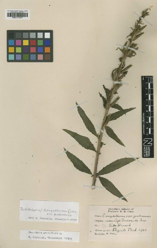 Oenothera angustissima var. quebecensis Gates - BM001025677
