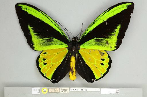 Ornithoptera goliath huebneri Rumbucher, 1973 - 013605369__