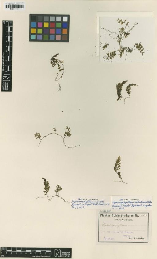 Hymenophyllum subdimidiatum Rosenst. - BM001044314