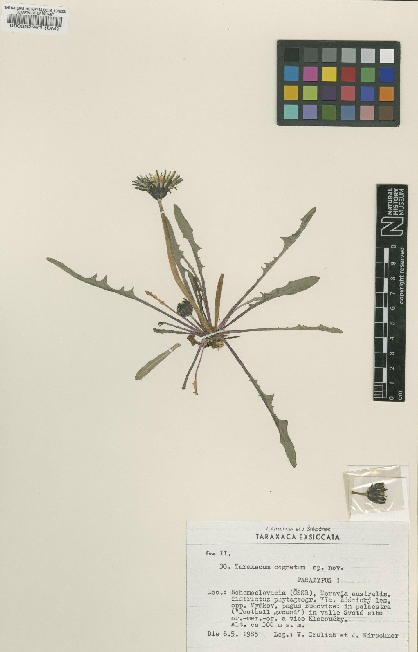 To NHMUK collection (Taraxacum cognatum Kirschner & Št?pánek; Paratype; NHMUK:ecatalogue:4710052)