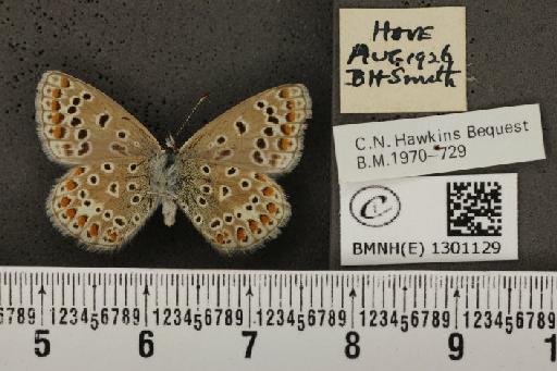 Polyommatus icarus icarus (Rottemburg, 1775) - BMNHE_1301129_136321