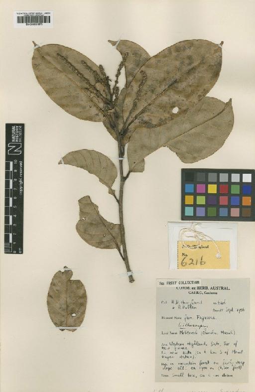 Lithocarpus megacarpus Soepadmo - BM000951973