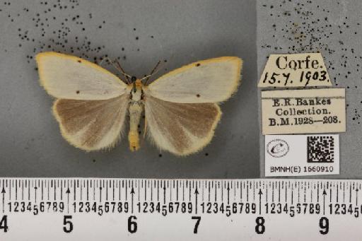 Cybosia mesomella (Linnaeus, 1758) - BMNHE_1660910_284593