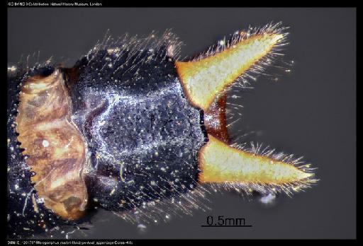 Merogomphus martini Fraser, 1922 - BMNHE_1201797-Merogomphus_martini-Holotype-Anal_appendage-Dorsal-4.0x