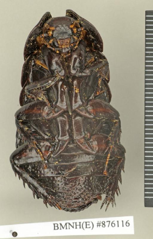 Dicellonotus insularis Kirby, 1903 - Dicellonotus insularis Kirby, 1903, male, lectotype, ventral. Photographer: Edward Baker. BMNH(E)#876116