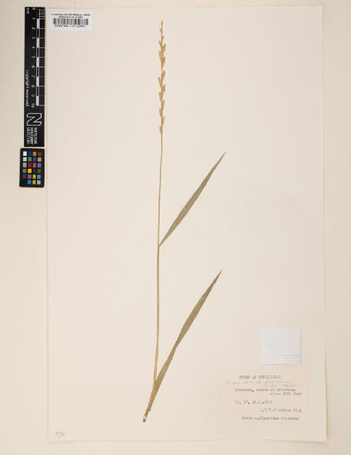 Elymus repens subsp. elongatiformis (Drobow) Melderis - 000064139