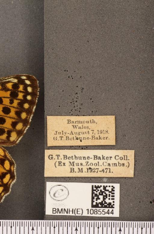 Argynnis aglaja (Linnaeus, 1758) - BMNHE_1085544_label_54465