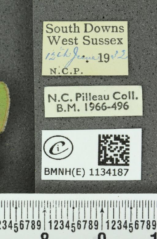 Callophrys rubi rubi (Linnaeus, 1758) - BMNHE_1134187_label_97871