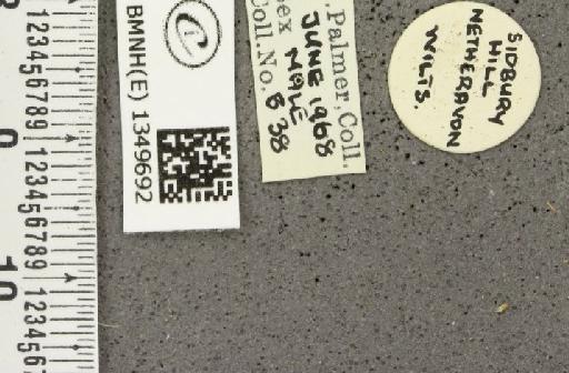 Erynnis tages tages (Linnaeus, 1758) - BMNHE_1349692_label_158077