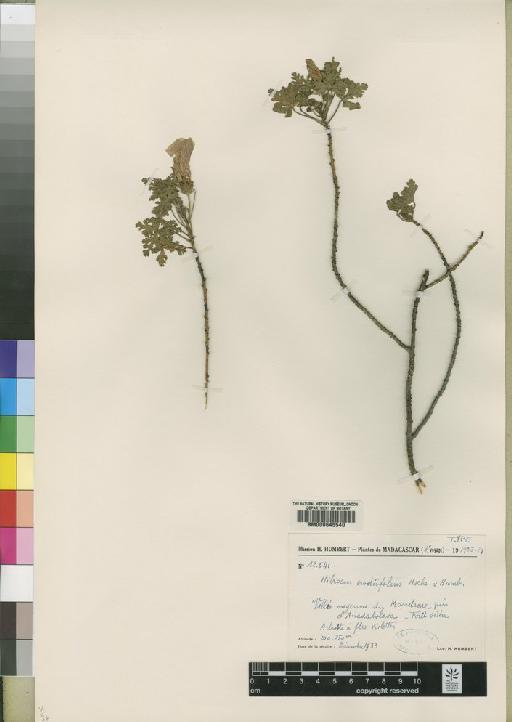 Hibiscus erodiifolius Hochr. & Humb. - BM000645540