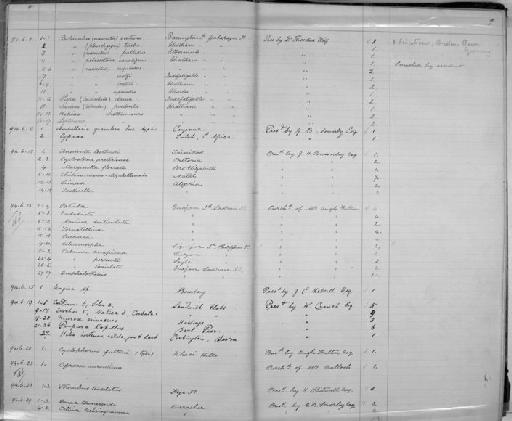 Cypraea Linnaeus, 1758 - Zoology Accessions Register: Mollusca: 1894 - 1899: page 9