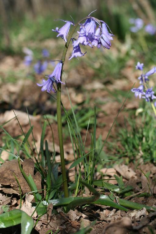 Hyacinthoides hispanica (Mill.) Rothm. - BB-208_plant