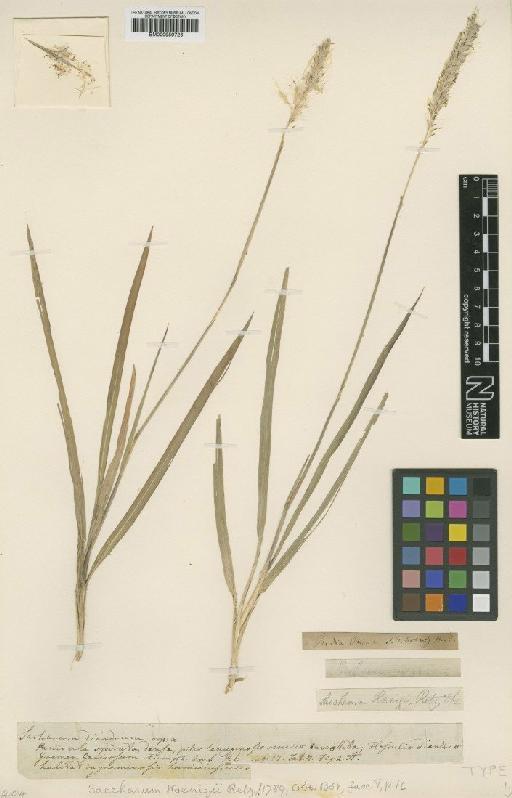Imperata cylindrica var. koenigii (Retz.) Benth. ex Pilg. - BM000959726