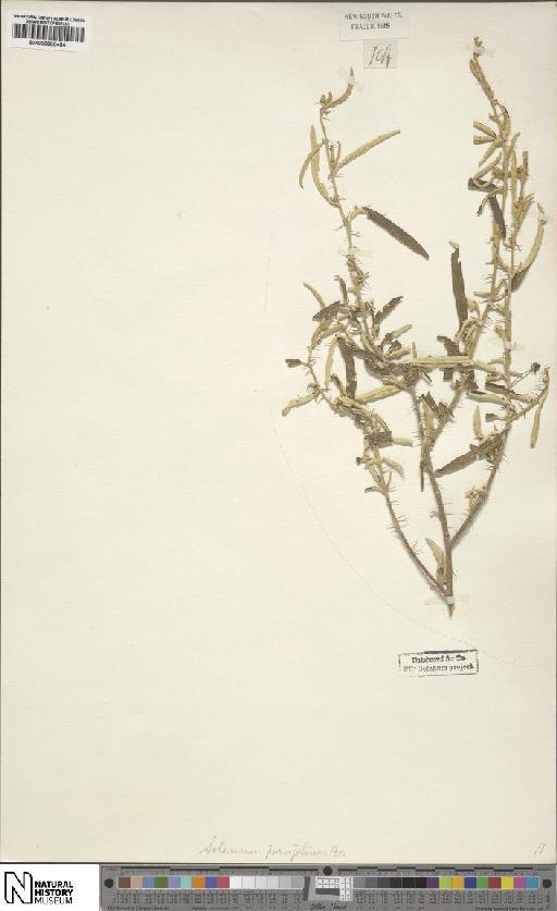 Solanum parvifolium R.Br. - BM000900454