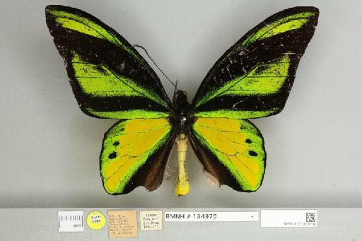 Ornithoptera chimaera dracaena Joicey & Talbot, 1916 - 013605138__