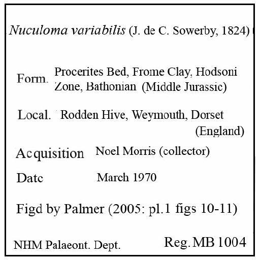 Nuculoma variabilis (J. de C. Sowerby, 1824) - MB 1004. Nuculoma variabilis (label)