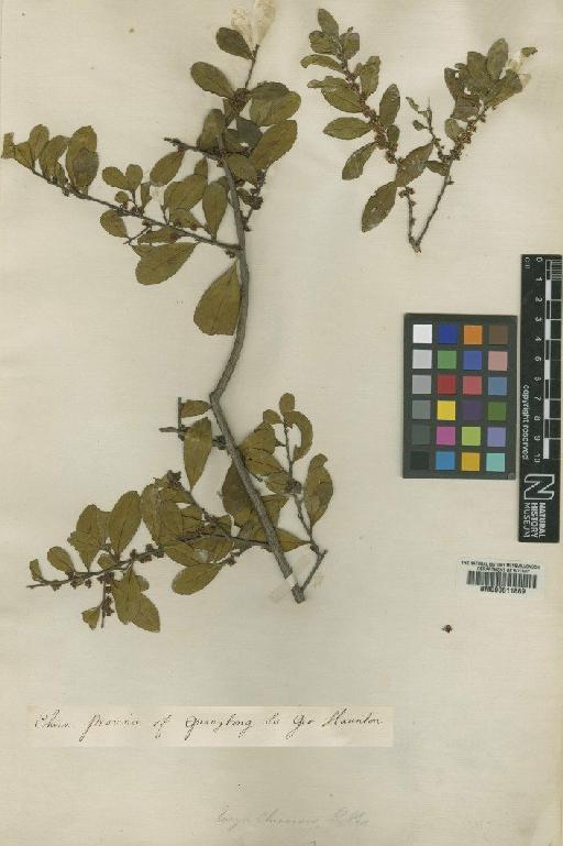 Eurya chinensis R.Br. - BM000611869