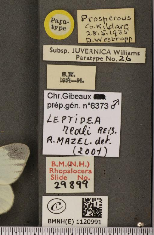 Leptidea reali Reissinger, 1989 - BMNHE_1120991_label_75052