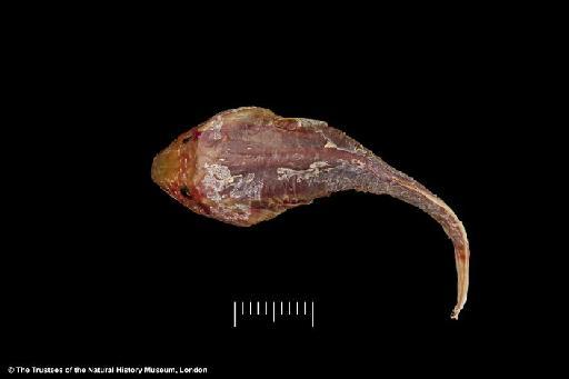 Trachelochismus guttulatus Hutton, 1872 - BMNH 1873.12.13.89, HOLOTYPE, Trachelochismus guttulatus dorsal