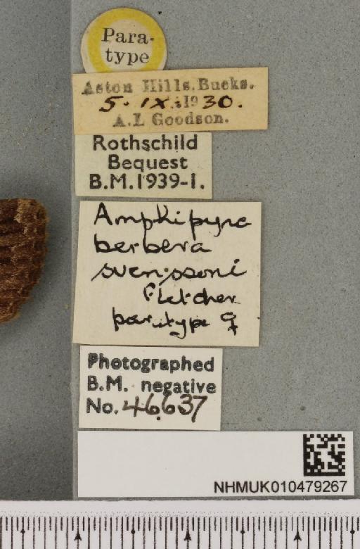 Amphipyra berbera svenssoni Fletcher, D.S., 1968 - NHMUK_010479267_label_571662