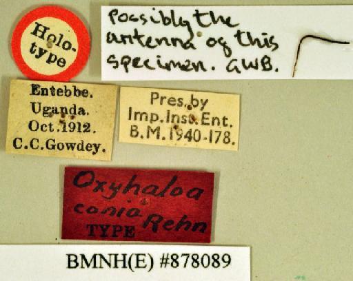 Oxyhaloa conia Rehn, 1931 - Oxyhaloa conia Rehn, 1931, unsexed, holotype, labels. Photographer: Heidi Hopkins. BMNH(E)#878089