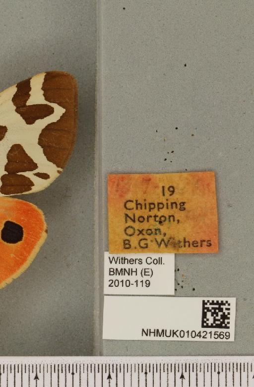 Arctia caja (Linnaeus, 1758) - NHMUK_010421569_label_533198