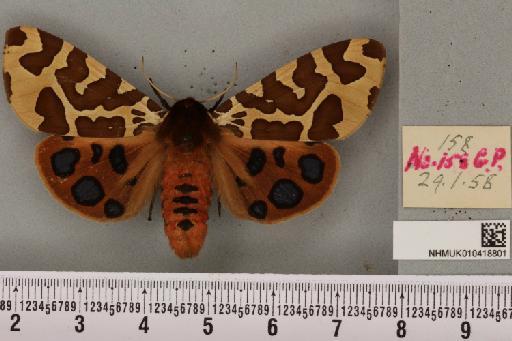 Arctia caja (Linnaeus, 1758) - NHMUK_010418801_a_531575