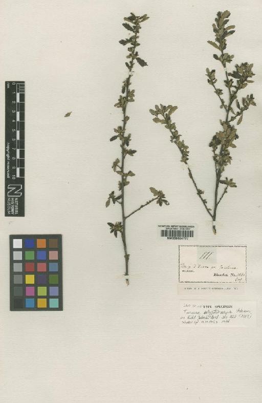 Turnera calyptrocarpa Urb. - BM000624777