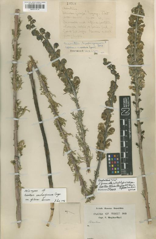 Aconitum szechenyianum Gáyer - BM001135159