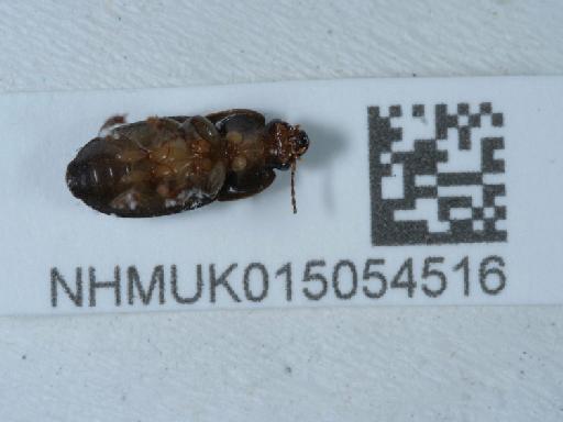 Harpalus (Harpalus) anxius (Duftschmid, 1812) - 015054516_3