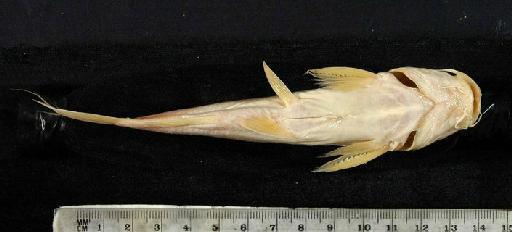 Chrysichthys macrops Günther, 1864 - 1862.6.17.60-64d; Chrysipterus macrops; ventral view; ACSI Project image