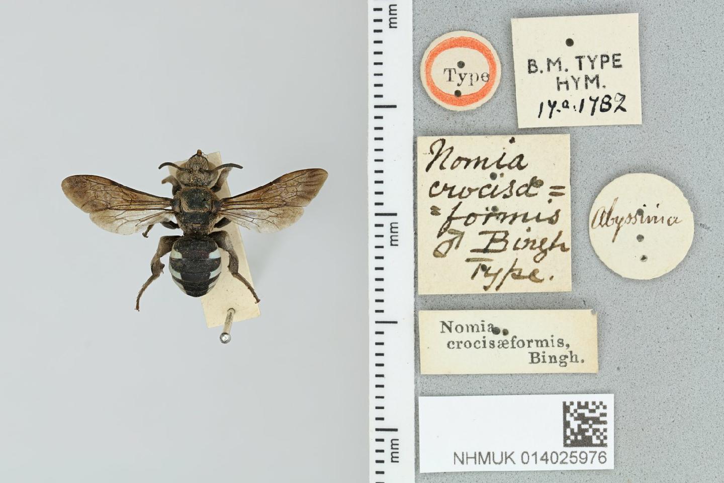 Nomia crocisaeformis