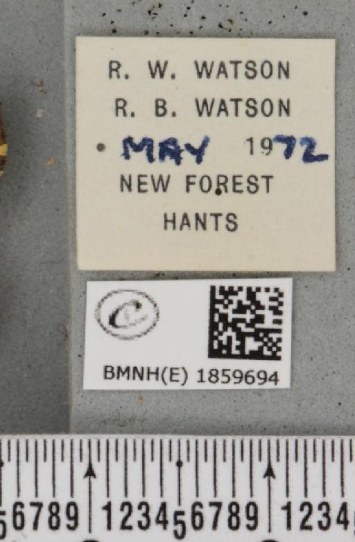 Pseudopanthera macularia (Linnaeus, 1758) - BMNHE_1859694_label_429990